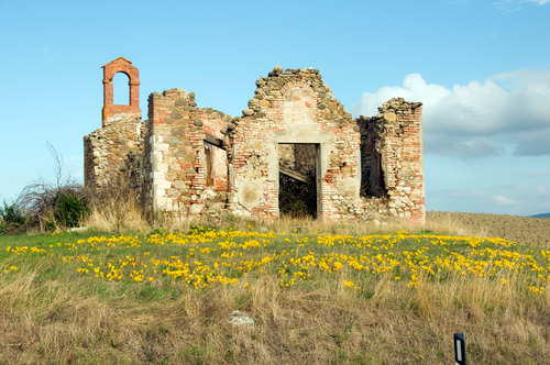 Church ruin with yellow crocus