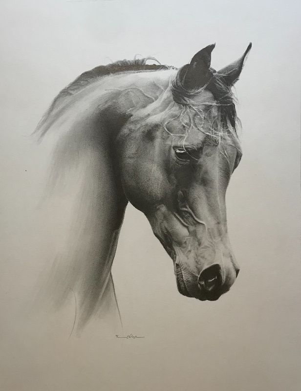 Horse portrait | black