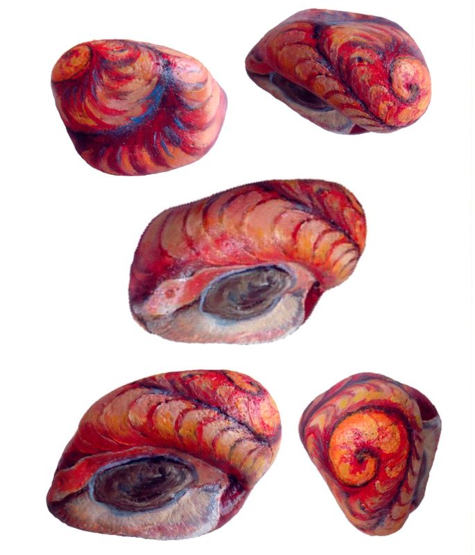 Piedra caracol marino