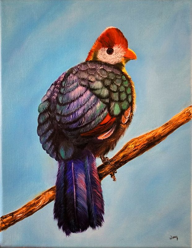  Red-crested Turaco