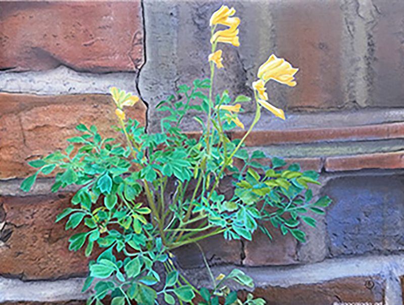 Red Brick Wall and Yellow Flowers