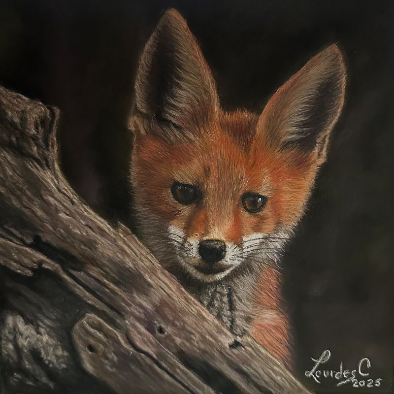 Fox curiosity Fox curiosity