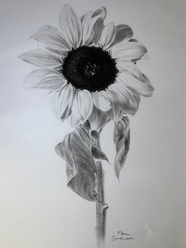 Girasol Girasol